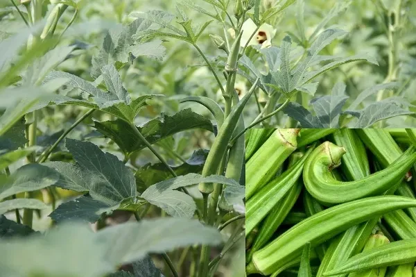 Harvesting Bhindi: A Simple Guide to Bringing..
