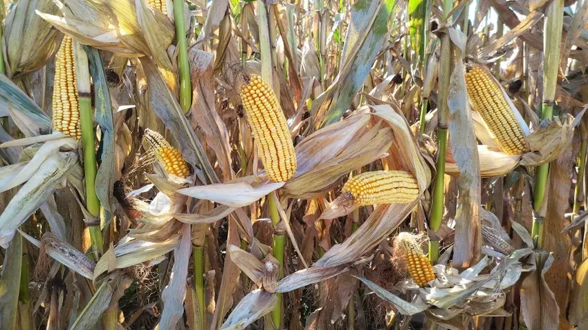 The Harvesting Journey of Corn: A Closer Look