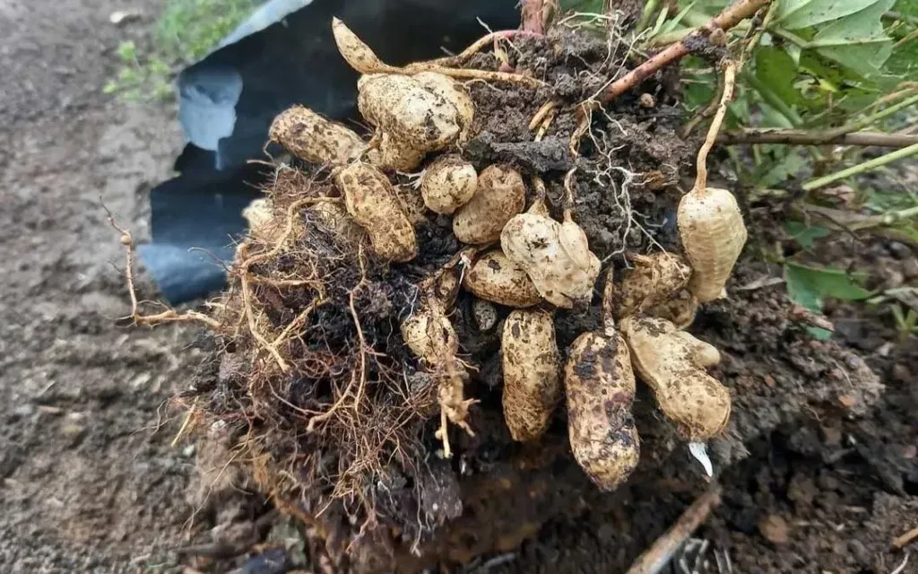 Harvesting Peanuts: A Nutrient-Rich Culminati..