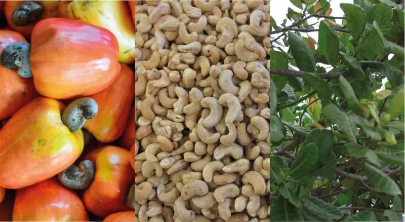Unlocking the Harvesting Magic of Cashews: A ..