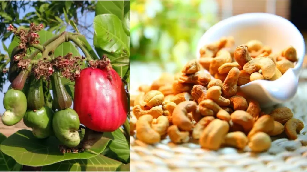 Exploring the Rich History of Cashews