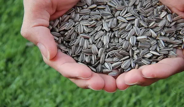 sunflower seeds: Are They Good for Weight Los..