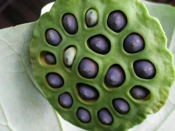 Japanese Lotus Seeds: A Superfood Packed with..