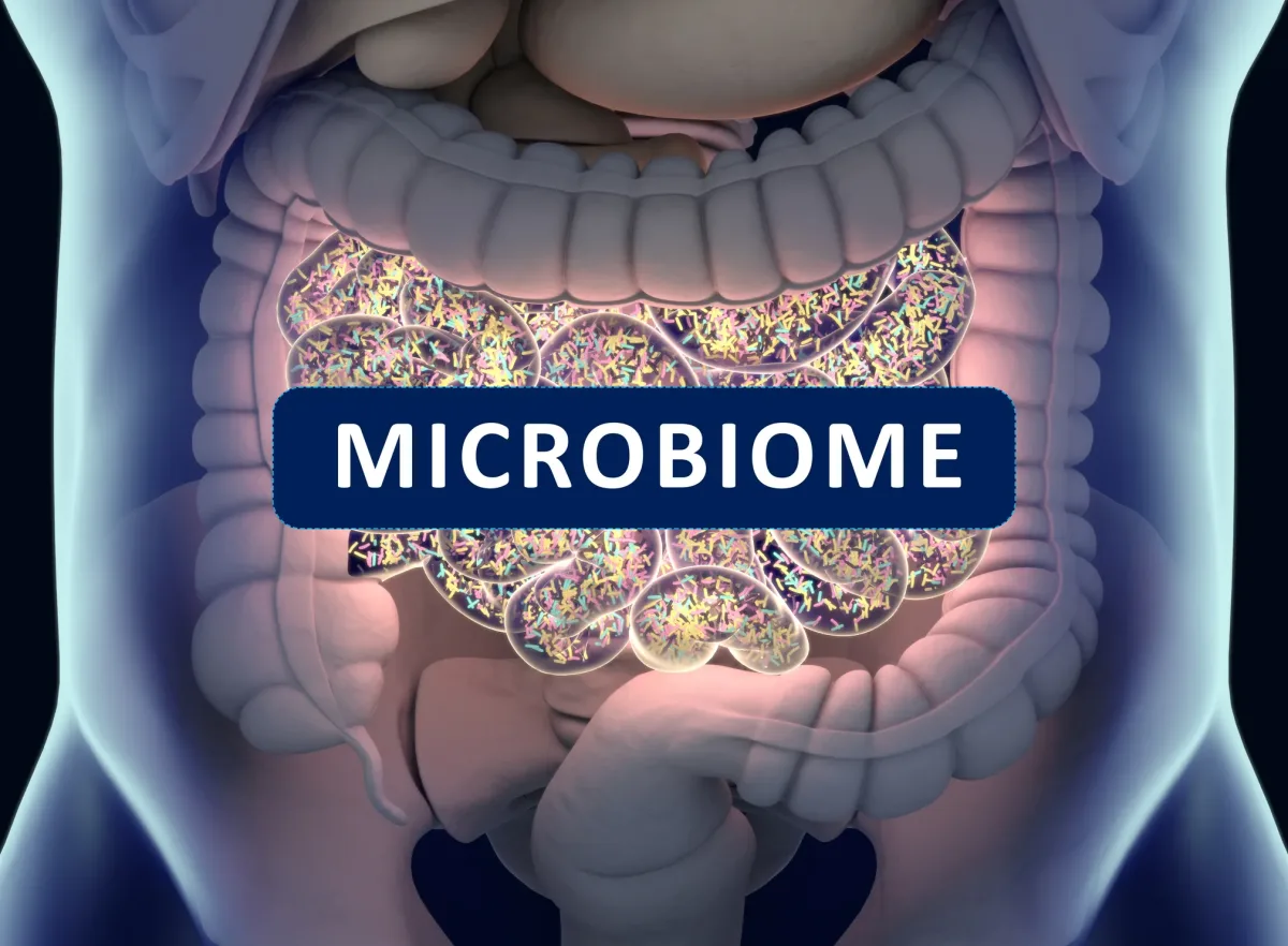 How does the high fiber content in granola promote a healthy gut microbiome?